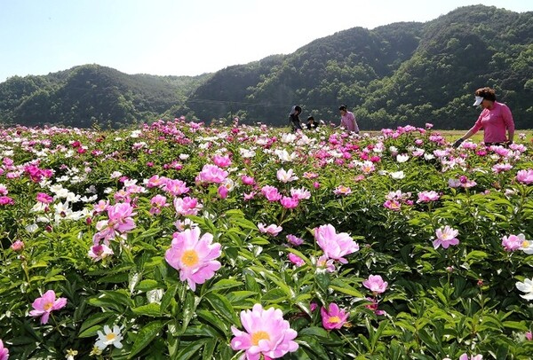 메인사진